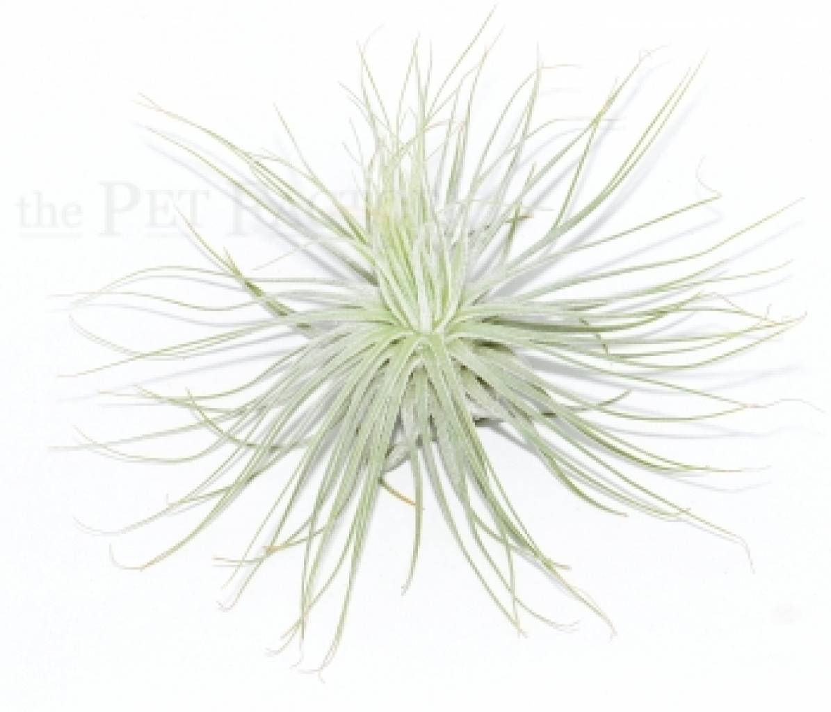 Tillandsia magnusiana